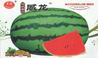 西瓜种子--章优抗病威龙